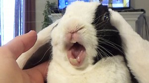Bunny learns he is adopted.