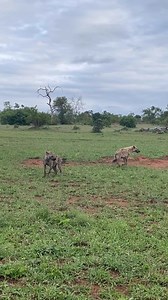 1M views · 14K reactions | The Boxing Day Test! Lions vs hyenas vs...