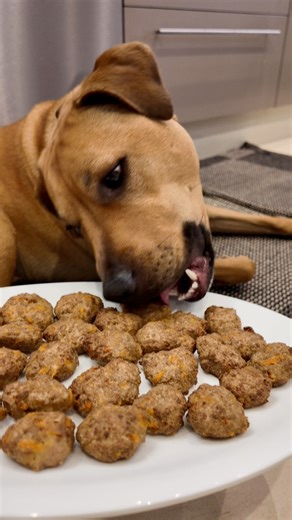 Homemade lamb and carrot dog treats made with simple ingredients. These oven baked treats are soft, high value, and perfect for training, or can be crumbled over meals as a topper. Easy recipe and dog approved 🐾 #homemadedogtreats #dogtreatrecipes #healthydogsnacks | MeetThe Staffies