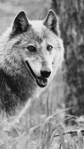 Grey Wolf - Black & White Wildlife #wildlifeshorts #wildlifemoment #wildlife #wolf #wolves