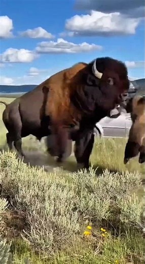 Bison vs. Grizzly Bear: The Ultimate Showdown