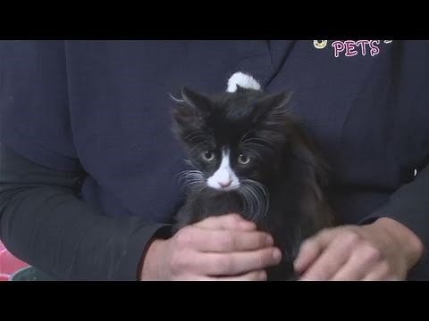 How To Take Care Of Your Cat With Diarrhoea