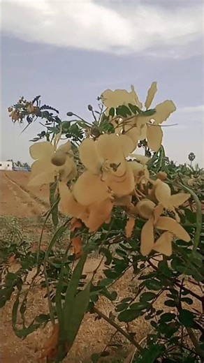 ஆவாரம்பூ தைமாசம்