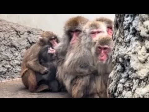 パンチくん🐵お友達や仲間たちに支えられてぐっすり眠ってます✨Punch japan