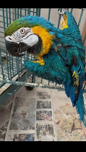Petra is now available for adoption! Please share this video! 520-288-6310 #help #fyp #foryoupage #parrots #birds #pets | Paradise Parrot Rescue
