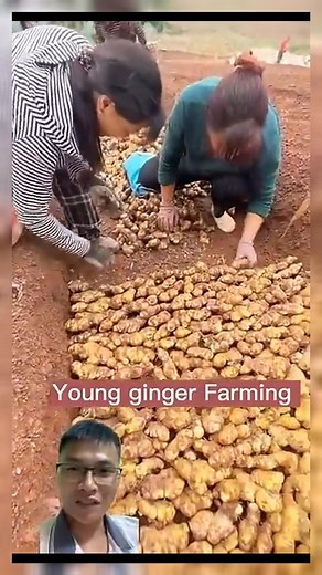 237K views · 480 reactions | Planting and harvesting ginger root #sonlv | Tiểu Vũ Hài Hước | Facebook