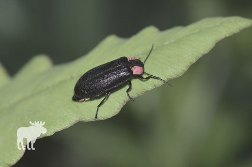 Where Do Fireflies Go In The Winter? — Forest Wildlife