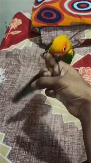 hand tamed sun conure for sale🥳🦜 || #sunconure #pets #petshub #birds #trending #parrot #parrotlover