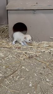 19K views · 363 reactions | Fennec Fox Kit Update: what is...