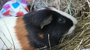 9K views · 5.3K reactions | Forest | Cavy Corner | Facebook