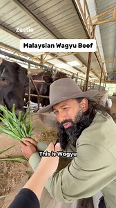 1.6M views · 27K reactions | Not Japan. Not Australia. This is Malaysian Wagyu  Colla Cattle Farm, Kuala Selangor More interesting videos Zestie Malaysia | Zestie Malaysia | Facebook