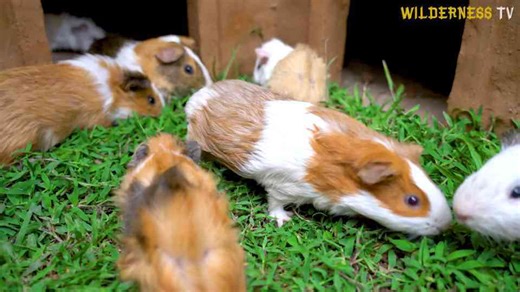 The tiny guinea pigs were shivering until their warm mud home was finished