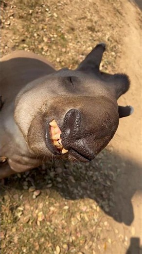 Cute tapir