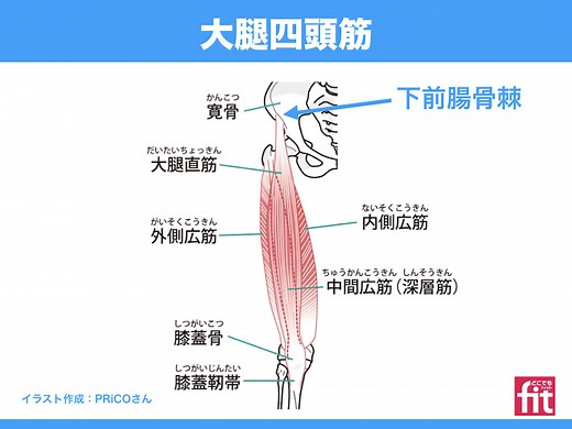 大腿四頭筋ガイド　解剖学から筋トレ、ストレッチ法までの基礎知識をパーソナルトレーナーが解説 | 大阪市阿倍野区のパーソナルトレーニング｜ 30年以上の経験豊富なテレビ出演トレーナーが指導｜どこでもフィット西田辺