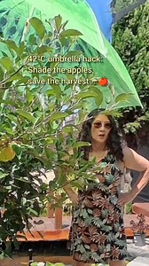 Umbrella duty for the dwarf apple tree ☂️🍎 It’s a rare 42°C kind of day, so I’m popping an umbrella on the west side to shield the apples from that harsh afternoon sun. Little things like this can save a harvest! If you’re getting extreme heat too — what’s your go-to trick to protect fruit & pots on scorcher days? 🌿✨ #Garden #SummerTime #Fruits | Shirley Ann Carandang