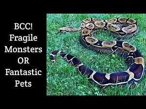 BCC - True Red Tailed Boas - Fragile Monsters or Fantastic Pets
