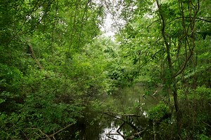 Pa. researchers have found ‘iconic’ bird thought to be extinct for decades: report