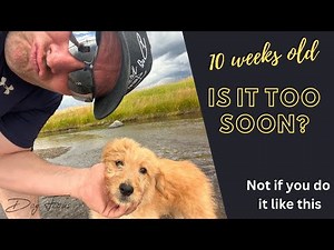 Puppy Swimming Lessons // The BEST way to teach a young dog to swim