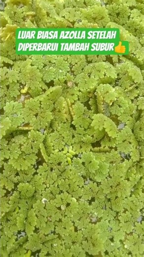 Azolla Setelah Diperbarui Tambah Subur 👍