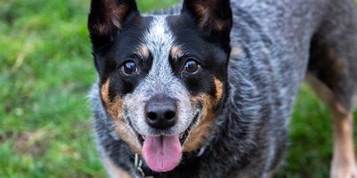 10 best dog breeds suited to farm life