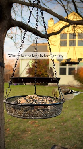 By November, many birds shift from breeding behavior to survival mode. That’s when you’ll often see different species feeding side by side—calmer, quieter, conserving energy. Nature usually softens before winter.🤍 #birds #birdwatching #nature #garden #wildlife