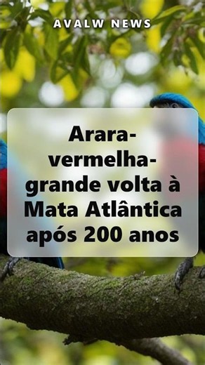 Arara-vermelha-grande volta à Mata Atlântica após 200 anos