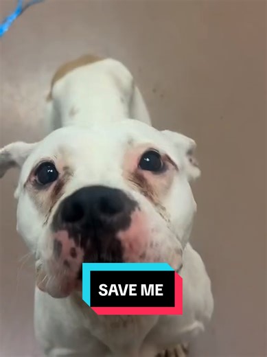 Her body is showing signs of neglect.💔 She doesn't deserve this kind of life .She is Urgent on Euthanasia List. Your one follow can save her life .... #rescuedog #adoptdontshop #animalrescue #adoptme #fyp