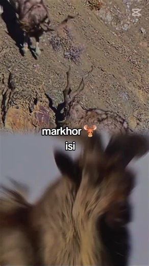 Markhor: The Majestic Snake-Eating Animal