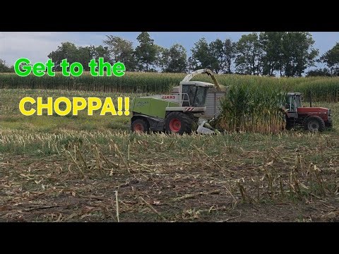Making Feed For The Herd | Chopping Corn Silage