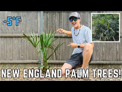 HARDIEST Palm in the World! Needle Palm 🌴 (Rhapidophyllum hystrix) | Joshua's Garden