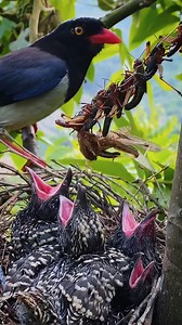 2.1M views · 6.8K reactions | Red-billed blue magpie birds | Review Birds News | Facebook