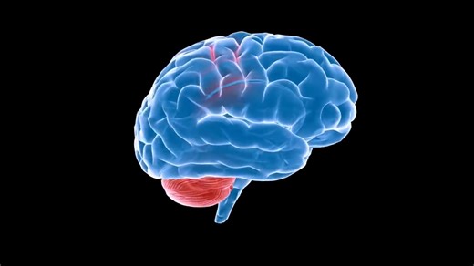 How Ultrasound Can Deactivate Parts of the Brain