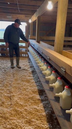 24 Baby Goats Discover 28 Hidden Milk Bottles! 🐐🥛