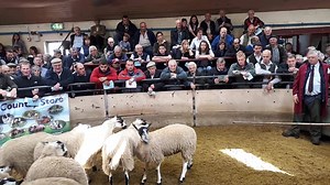 4th prize mule gimmer lambs | Bentham Auction Mart