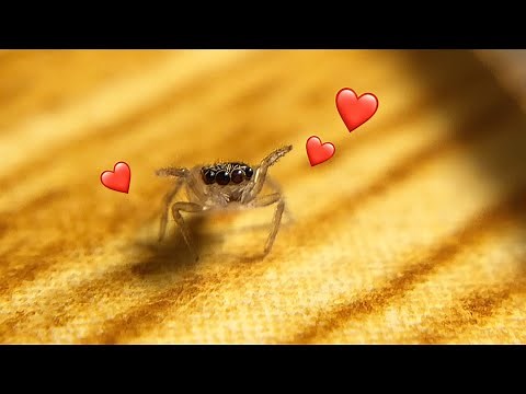 The baby jumping spider was too cute