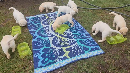 Six week old lab puppies having breakfest.