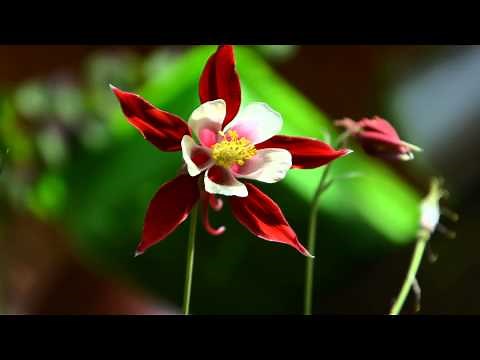 André Rieu - Edelweiss