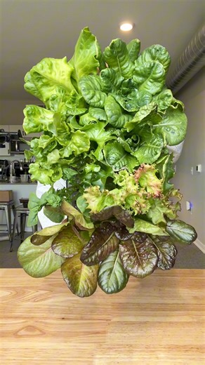 Always an exciting day when it’s time to pot and transfer lettuce to my favorite setup. Lettuce is my most harvested indoor plant, so I try to start new seeds regularly to swap out with plants nearing the end of their lifecycle. My lettuce growing setup utilizes vertical gardening, which is a huge space saver and looks really nice as the plants grow. #verticalgarden #gardeningindoors #gardeningforbeginners #indoorgarden #growinglettuce | gardeningindoors