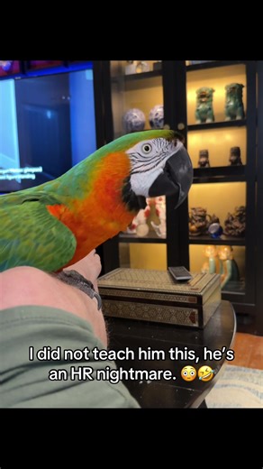 Understanding Potty-Mouthed Macaws: A Fun Look