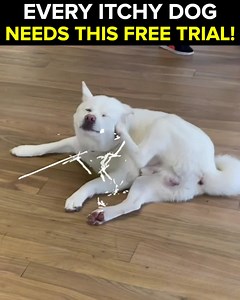 Did you know your dog’s itching, yeast & digestive issues can all stem from poor gut health? That’s why 1000s of owners across America are taking action with this… Petlab Co’s best-selling probiotic chew formulated specifically for dogs to revolutionize their gut health! With 6,500 5 star online reviews & thousands of happy US customers, our best-selling probiotic chew is the real deal for keeping their gut health at its best! Each tasty chew is bursting with 3 billion CFU, derived from 8 hand-p