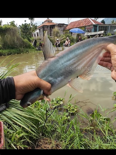 MMancing Borongan Rp 3jt Patin