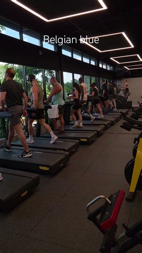 Cows & 1 Belgian Blue treadmill walking