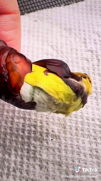 Witnessing the Birth of Luna Moths!