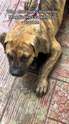 Dog Food Stealing: Inspector Maggie's Mischief