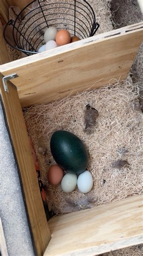 Crazy surprise in the nesting box today! #chickens #backyardchickens #farmfresheggs #emus