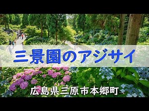 三景園のアジサイ（広島県三原市本郷町）
