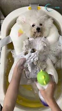 Transform Your Dog’s Bathing Routine for Healthier Fur!