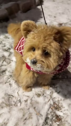 Barney the Pomapoo gets a snowy surprise on his face