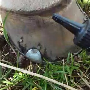 Broken up nail holes? Cracked areas around the rim of the hoof? Hoof breakage? L👀k no further for help🤩 Our Nail Hole Damage Repair is a very powerful solution that will cleanse and harden hoof breakage especially around the double-stress area of new and old nail holes. •Flushes out holes and breakages with a site-specific nozzle •Gets to work quickly on stressed out hooves •Cleanses and hardens holes, rips, cracks and tears •One bottle goes a long way as only a small amount is required •Avail