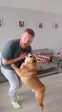 This is a step-by-step guide on how dogs can save your life… you're welcome in advance 😎🐾